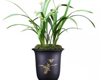 Live  Orchid Plant 宜宾荷仙 Cymbidium Ensifolium-Yi Bin He Xian-Bare Root and Shipped Without Flower