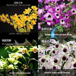 Den officinale Copper skin 铜皮石斛 - 黑金石斛 Black Gold D. 鼓槌石斛D. chrysotoxum HuoShan Mi officinalis 霍山米斛 with plastic pot