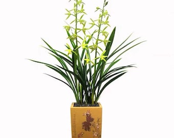 Live Orchid Plant 白墨 Live Cymbidium  sinense-Bai mo without buds-Bare Root  墨兰