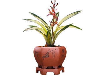 Fragrant Orchid Plant Sinense 黄金达摩  Live Cymbidium Easy care plant -Golden Damo -Bare Root 墨兰