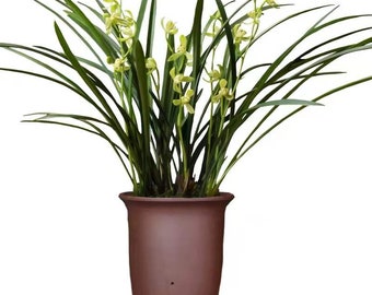 Orchid Plants Ensifolium-铁骨素 Easy Care Large Flowers Orchids Air Purifying Live Houseplant Cymbidium  TieGuSu  国兰 建兰