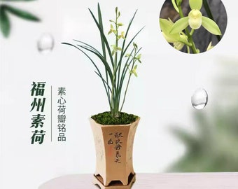 Orchid Plant Live Cymbidium Ensifolium-福州素荷 FuZhou SuHe  -Bare Foot and Shipped Without Flower