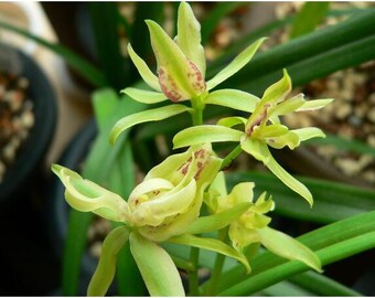 Live Cymbidium Ensifolium 五岳麒麟 Orchids Perfect for Windowsills or Indoors-Shipped Without Flowers-Five Mountains Qilin 建兰