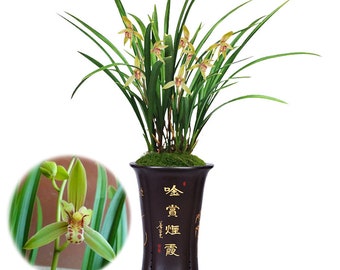 Live Orchid Plant Ensifolium 小桃红 Live Cymbidium -Little Peach-Bare Root  Shipped Without Flower 建兰