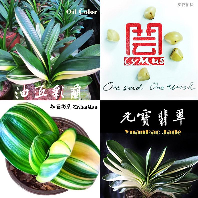 Baby Clivias-clivia 君子兰苗大桥虎头香味兰圆头花脸立板麻油- Etsy Baby Clivias-clivia 君子兰苗大桥虎头香味兰圆头花脸立板麻油- Etsy