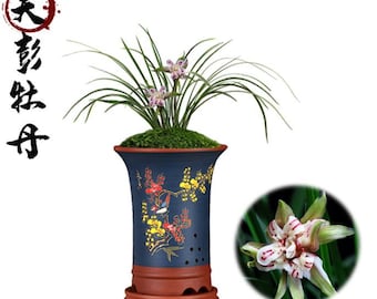 Live Orchid Plants 天彭牡丹带花-Easy Care Orchids Air Purifying Live Houseplant Chinese  cymbidium goeringii with buds 春兰