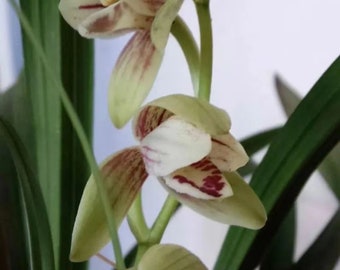 Live Orchids 冠山荷 Cymbidium Ensifolium Perfect for Windowsills or Indoors-Shipped Without Flowers-建兰