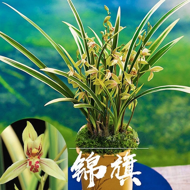 Cymbidium Orchid Ensifolium 锦旗 Fragrant Flowers Easy to Grow, NOT in Bud/Bloom-JinQi 国兰 建兰 Bild 1