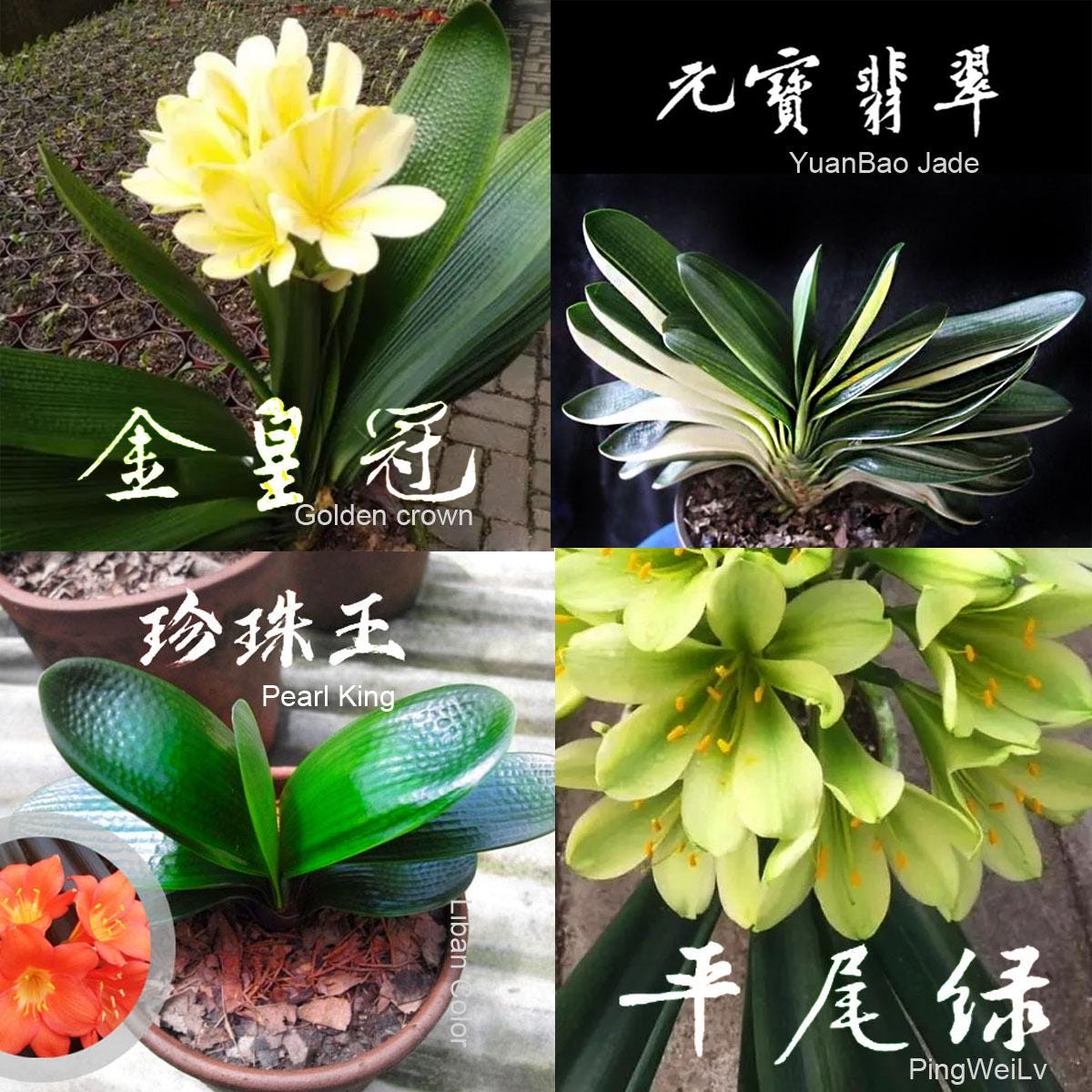 Baby Clivias-clivia 君子兰苗大桥虎头香味兰圆头花脸立板麻油- Etsy Baby Clivias-clivia 君子兰苗大桥虎头香味兰圆头花脸立板麻油- Etsy