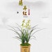 see more listings in the Cymbidium section