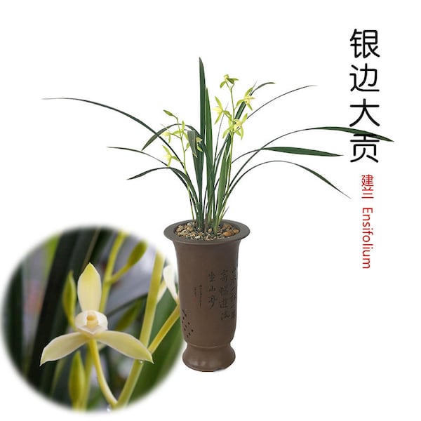 Live Cymbidium Ensifolium 银边大贡 Orchids Perfect for Windowsills or Indoors-Shipped Without Flowers-Silver border tribute 建兰