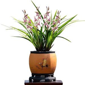 Live Cymbidium Ensifolium 黄金彩虹 Orchids Perfect for Windowsills or Indoors-Shipped Without Flowers-Golden Rainbow 建兰 image 2