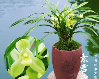 Live Cymbidium Ensifolium 素君荷 Orchids Perfect for Windowsills or Indoors-Shipped Without Flowers-SuJunHe -建兰铭品