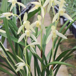 Live Orchids 青山玉泉 Cymbidium Ensifolium Perfect for Windowsills or Indoors-Shipped Without Flowers-建兰 image 2