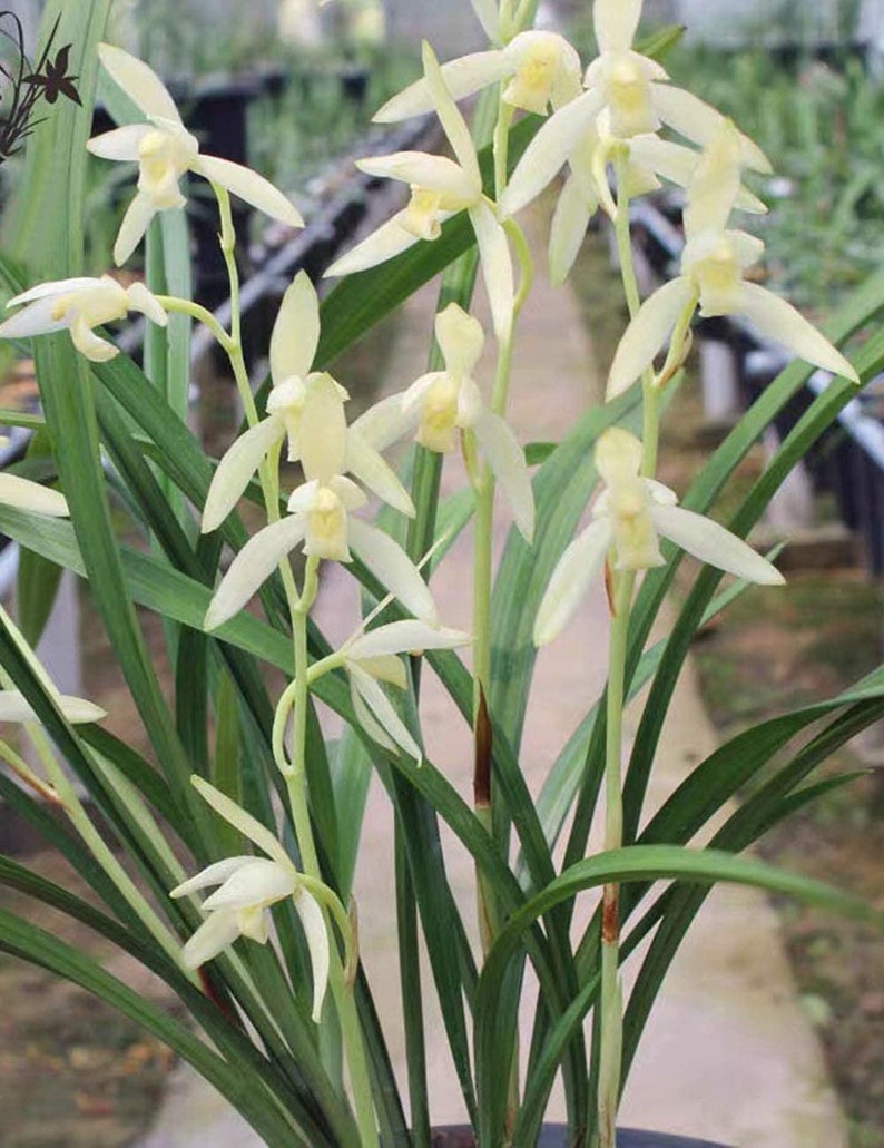 Live Orchids 青山玉泉 Cymbidium Ensifolium Perfect for Windowsills or Indoors-Shipped Without Flowers-建兰 image 2