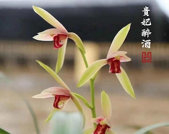 Live Cymbidium Orchid  贵妃醉酒 Flowers Easy to Grow, House Plants-GuiFeiZuiJiu - 国兰