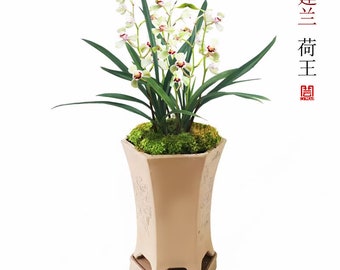 Live Orchid Color Plant 荷王 Flowers for Window, Yard, Garden-Lotus King-Shipped Without Buds-建兰