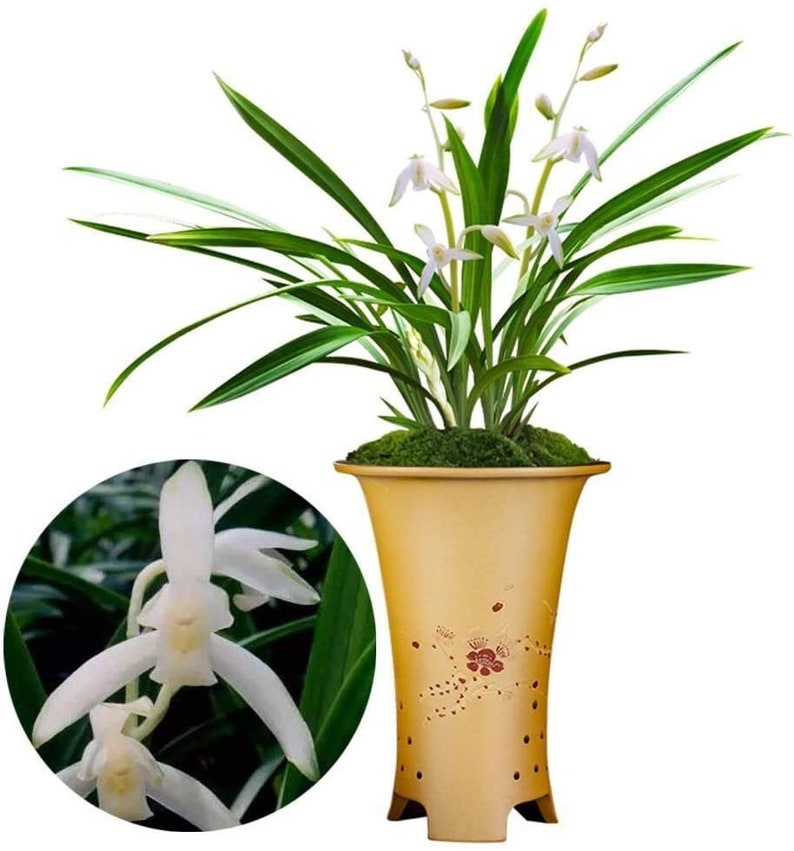 Live Orchids 青山玉泉 Cymbidium Ensifolium Perfect for Windowsills or Indoors-Shipped Without Flowers-建兰 image 1