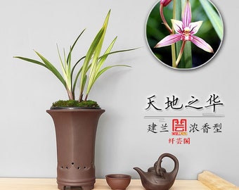 Live Orchid Plants-天地之华 Easy Care Large Flowers Orchids Air Purifying Live Houseplant Cymbidium  TianDiZhiHua  建兰