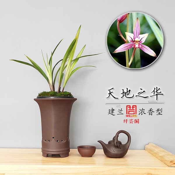 Live Orchid Plants-天地之华 Easy Care Large Flowers Orchids Air Purifying Live Houseplant Cymbidium  TianDiZhiHua  建兰