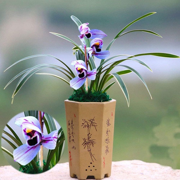 Live Cymbidium Ensifolium 紫月荷 Orchids Perfect for Windowsills or Indoors-Shipped Without Flowers-Purple moon -建兰