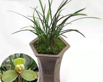 Orchid Plant 瑞梅 Live Cymbidium goeringii-Rui Mei-Bare Foot and Shipped Without flower  春兰