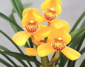 Pre-sale Live Orchid Color Plant 皇帝荷 Flowers for Window, Yard, Garden-Emperor Lotus-Shipped Without Buds-建兰