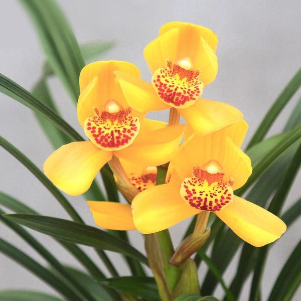 Live Orchid Color Plant 皇帝荷 Flowers for Window, Yard, Garden-Emperor Lotus-Shipped Without Buds-建兰