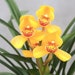 see more listings in the Cymbidium section