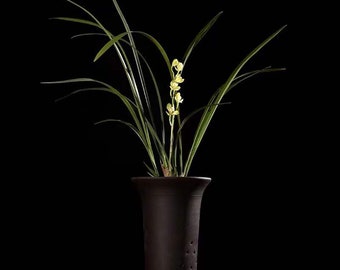 Live Orchid Plant- Ensifolium 黄光灯梅 -Fragrant Live Cymbidium -Bare Root  Shipped Without Flower 建兰