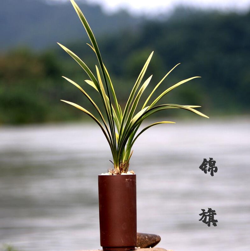 Cymbidium Orchid Ensifolium 锦旗 Fragrant Flowers Easy to Grow, NOT in Bud/Bloom-JinQi 国兰 建兰 Bild 5