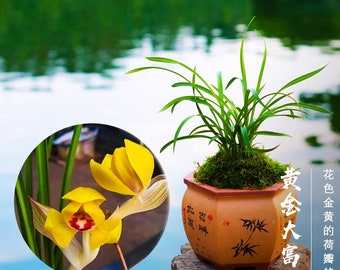 Live Cymbidium Goeringii 黄金大富贵 Orchids Perfect for Windowsills or Indoors- Golden Riches 春兰