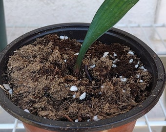 Baby Clivias-clivia 君子兰苗大桥虎头香味兰圆头花脸立板麻油- Etsy Baby Clivias-clivia 君子兰苗大桥虎头香味兰圆头花脸立板麻油- Etsy