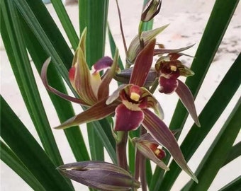 Fragrant Orchid Plant Sinense 青龙剑  Live Cymbidium Easy care plant -Green Dragon Sword -Bare Root 墨兰