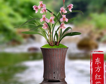 Live Orchids 东方红荷 Cymbidium Ensifolium Perfect for Windowsills or Indoors-Shipped Without Flowers-建兰