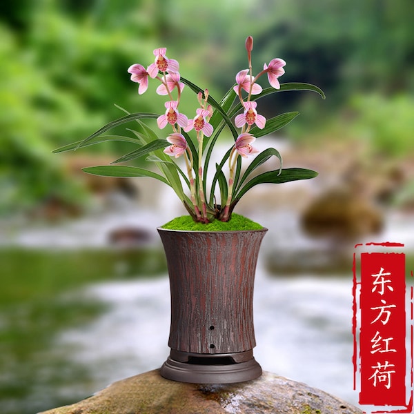 Live Orchids 东方红荷 Cymbidium Ensifolium Perfect for Windowsills or Indoors-Shipped Without Flowers-建兰