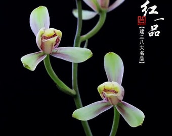 Live Cymbidium Ensifolium 红一品 Orchids Perfect for Windowsills or Indoors-Shipped Without Flowers-HuangYiPin 建兰