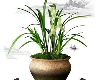 Orchid Plant Live Cymbidium Ensifolium-朱德素 ZhuDeSu-Bare Foot and Shipped Without Flower