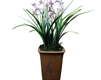 Live Cymbidium Orchid  萨摩锦 Flowers Easy to Grow, House Plants-SaMoJin - 国兰