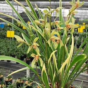 Cymbidium Orchid Ensifolium 锦旗 Fragrant Flowers Easy to Grow, NOT in Bud/Bloom-JinQi 国兰 建兰 image 2