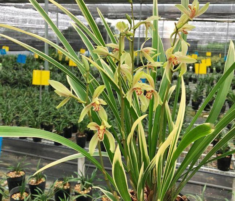 Cymbidium Orchid Ensifolium 锦旗 Fragrant Flowers Easy to Grow, NOT in Bud/Bloom-JinQi 国兰 建兰 Bild 2