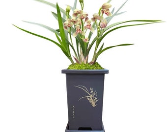 Live Cymbidium Ensifolium 汇翠粉荷 Orchids Perfect for Windowsills or Indoors-Shipped Without Flowers-Hui Cui Fen He -建兰