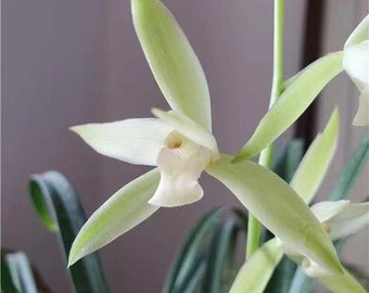 Cymbidium Orchid Ensifolium 小瓜子 Fragrant Flowers Easy to Grow, NOT in Bud/Bloom-CUTE Melon Seed - 国兰 建兰