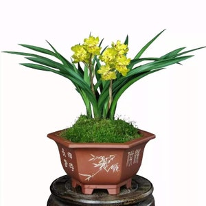 Live Orchid Plant 黄金牡丹 Live Cymbidium goeringii-Golden Peony with buds-Bare Root HuangJinMuDan  国兰