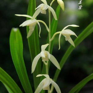 Live Orchids 青山玉泉 Cymbidium Ensifolium Perfect for Windowsills or Indoors-Shipped Without Flowers-建兰 image 4