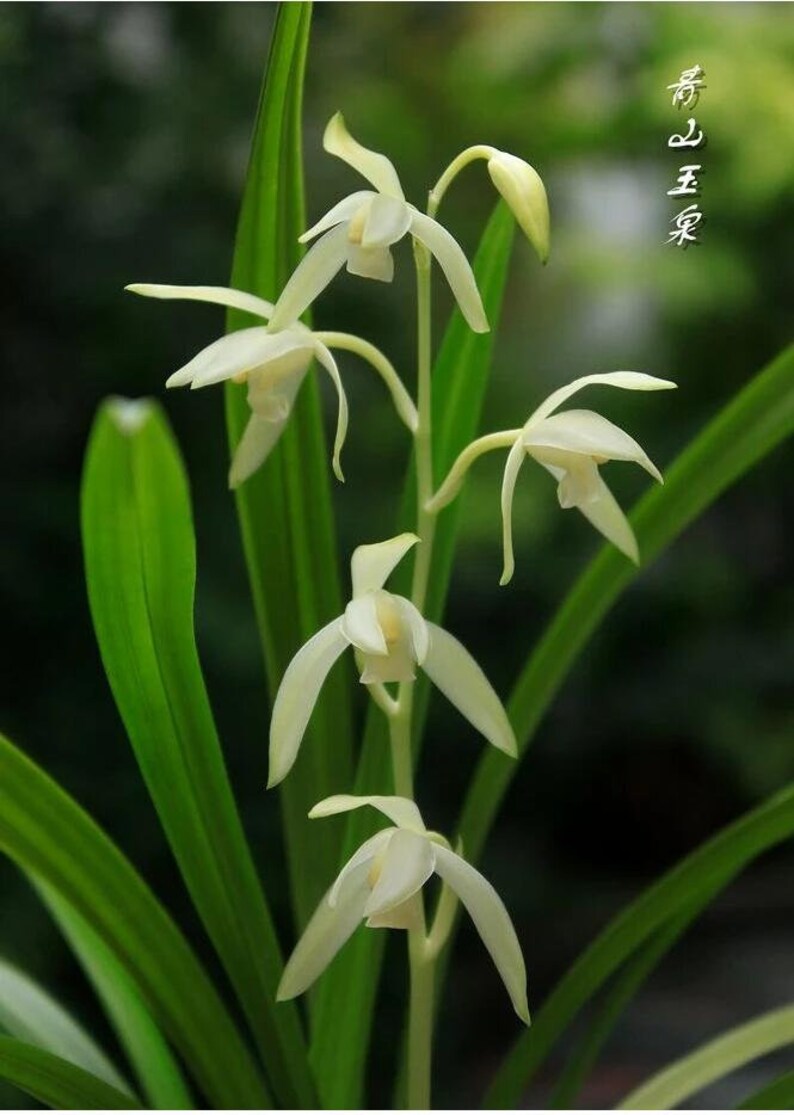 Live Orchids 青山玉泉 Cymbidium Ensifolium Perfect for Windowsills or Indoors-Shipped Without Flowers-建兰 image 4