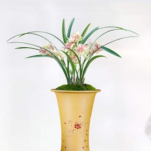 Live Orchid Color Plant 富山奇蝶 Flowers for Window, Yard, Garden-Toyama Butterfly-Shipped Without Buds-建兰