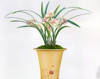 Live Orchid Color Plant 富山奇蝶 Flowers for Window, Yard, Garden-Toyama Butterfly-Shipped Without Buds-建兰