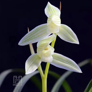 Live Cymbidium 白雪公主带花苞  tortisepalum  Orchid Plant Live-Snow White-Bare Foot Shipped Snow white With Flowers 莲瓣兰