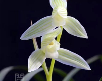 Live Cymbidium 白雪公主  tortisepalum  Orchid Plant Live-Snow White-Bare Foot Shipped Snow white Without Flowers 莲瓣兰